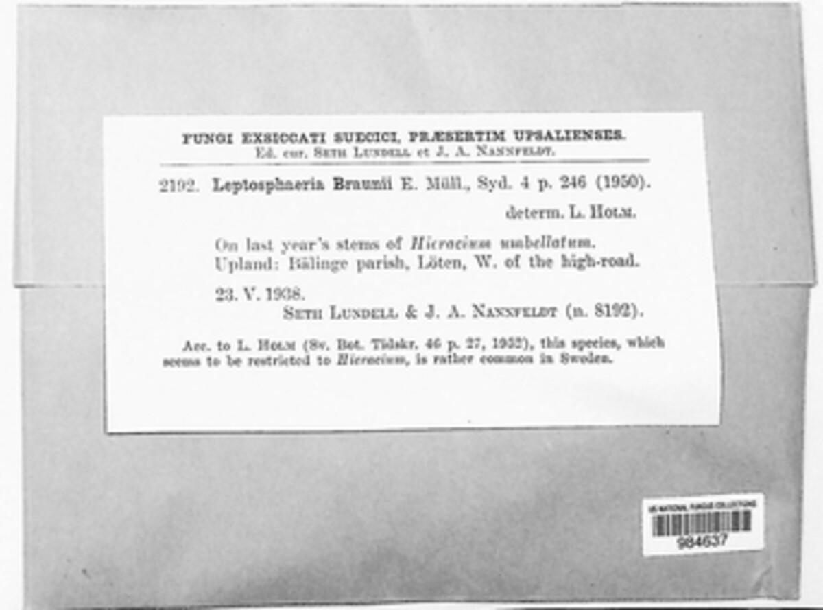 Leptosphaeria braunii image